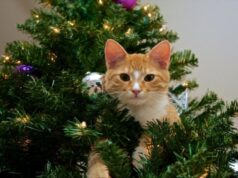 Як уберегти різдвяну ялинку від кота: експертка назвала 8 дієвих порад Як-уберегти-різдвяну-ялинку-від-кота:-експертка-назвала-8-дієвих-порад
