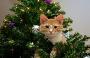 Як уберегти різдвяну ялинку від кота: експертка назвала 8 дієвих порад Як-уберегти-різдвяну-ялинку-від-кота:-експертка-назвала-8-дієвих-порад