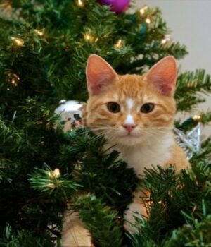 Як-уберегти-різдвяну-ялинку-від-кота:-експертка-назвала-8-дієвих-порад Як-уберегти-різдвяну-ялинку-від-кота:-експертка-назвала-8-дієвих-порад