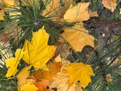 Мороз вночі та потепління вдень: прогноз погоди на 7 грудня Мороз вночі та потепління вдень: прогноз погоди на 7 грудня