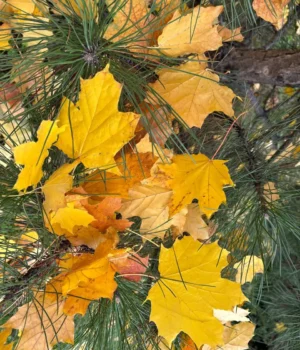 Мороз вночі та потепління вдень: прогноз погоди на 7 грудня