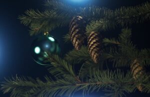 Штраф за зрубану ялинку: які суми та відповідальність Штраф-за зрубану-ялинку:-які-суми-та відповідальність