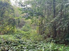 Під туристичну інфраструктуру: у Світязі віддають в оренду комунальну ділянку на 20 років Під-туристичну-інфраструктуру:-у-Світязі-віддають-в-оренду-комунальну-ділянку-на-20-років