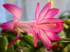 Садівник розкрив професійний секрет, який допоможе отримати квітучий різдвяник у Новий рік Садівник-розкрив-професійний-секрет,-який-допоможе-отримати-квітучий-різдвяник-у-Новий-рік