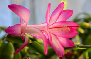 Садівник розкрив професійний секрет, який допоможе отримати квітучий різдвяник у Новий рік Садівник-розкрив-професійний-секрет,-який-допоможе-отримати-квітучий-різдвяник-у-Новий-рік