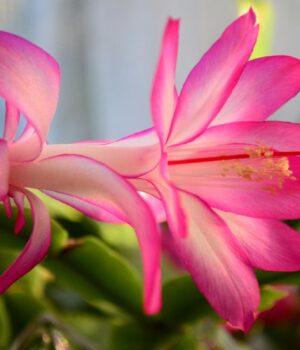 Садівник-розкрив-професійний-секрет,-який-допоможе-отримати-квітучий-різдвяник-у-Новий-рік Садівник-розкрив-професійний-секрет,-який-допоможе-отримати-квітучий-різдвяник-у-Новий-рік