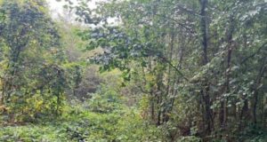 Під туристичну інфраструктуру: у Світязі віддають в оренду комунальну ділянку на 20 років Під-туристичну-інфраструктуру:-у-Світязі-віддають-в-оренду-комунальну-ділянку-на-20-років