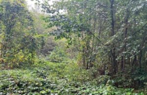 Під туристичну інфраструктуру: у Світязі віддають в оренду комунальну ділянку на 20 років Під-туристичну-інфраструктуру:-у-Світязі-віддають-в-оренду-комунальну-ділянку-на-20-років