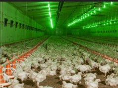 Компанія родини Добкіних планує звести ще одну птахоферму на Волині Компанія-родини-Добкіних-планує-звести-ще-одну-птахоферму-на-Волині