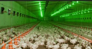 Компанія родини Добкіних планує звести ще одну птахоферму на Волині Компанія-родини-Добкіних-планує-звести-ще-одну-птахоферму-на-Волині