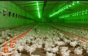 Компанія родини Добкіних планує звести ще одну птахоферму на Волині Компанія-родини-Добкіних-планує-звести-ще-одну-птахоферму-на-Волині