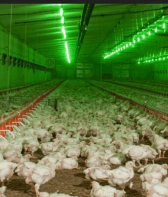 Компанія родини Добкіних планує звести ще одну птахоферму на Волині Компанія-родини-Добкіних-планує-звести-ще-одну-птахоферму-на-Волині