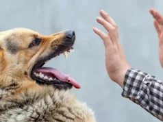 Що потрібно знати про сказ і як уберегтися Що-потрібно-знати-про-сказ-і-як-уберегтися