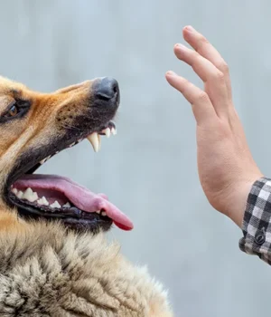 Що-потрібно-знати-про-сказ-і-як-уберегтися Що-потрібно-знати-про-сказ-і-як-уберегтися