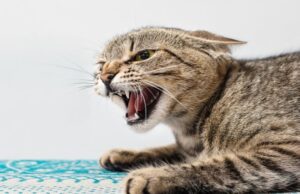 Постраждали п’ятеро людей: у селі на Волині через сказ у бродячого кота ввели карантин Постраждали-п’ятеро-людей:-у-селі-на-Волині-через-сказ-у-бродячого-кота-ввели-карантин