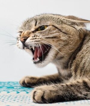 Постраждали-п’ятеро-людей:-у-селі-на-Волині-через-сказ-у-бродячого-кота-ввели-карантин Постраждали-п’ятеро-людей:-у-селі-на-Волині-через-сказ-у-бродячого-кота-ввели-карантин