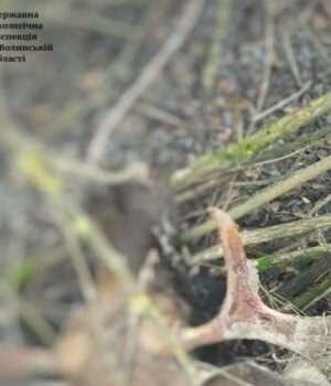 На-Волині-браконьєри-вбили-двох-червонокнижних-лосів