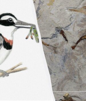 Скам’янілість-епохи-динозаврів-допомогла-зафіксувати-дивну-поведінку-стародавніх-птахів Скам’янілість-епохи-динозаврів-допомогла-зафіксувати-дивну-поведінку-стародавніх-птахів