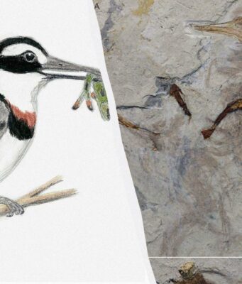 Скам’янілість епохи динозаврів допомогла зафіксувати дивну поведінку стародавніх птахів Скам’янілість-епохи-динозаврів-допомогла-зафіксувати-дивну-поведінку-стародавніх-птахів