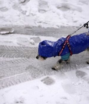 Тепло-зникне:-синоптикиня-розповіла,-коли-Україну-накриє-холодний-фронт Тепло-зникне:-синоптикиня-розповіла,-коли-Україну-накриє-холодний-фронт