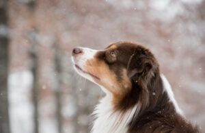 Зима може вдарити по здоров’ю собак: ветеринар назвала п’ять правил, які врятують улюбленців Зима-може-вдарити-по здоров’ю-собак:-ветеринар-назвала-п’ять-правил,-які-врятують-улюбленців