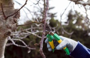 Чому деякі рослини небезпечно обрізати взимку: експерт назвав головні помилки Чому-деякі-рослини-небезпечно-обрізати-взимку:-експерт-назвав-головні-помилки