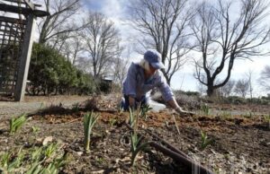 10 рослин із голим корінням, які експерти радять висаджувати саме взимку 10 рослин-із голим-корінням,-які-експерти-радять-висаджувати-саме-взимку
