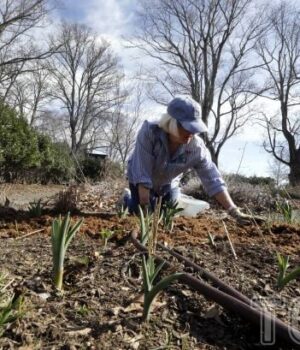 10 рослин-із голим-корінням,-які-експерти-радять-висаджувати-саме-взимку 10 рослин-із голим-корінням,-які-експерти-радять-висаджувати-саме-взимку