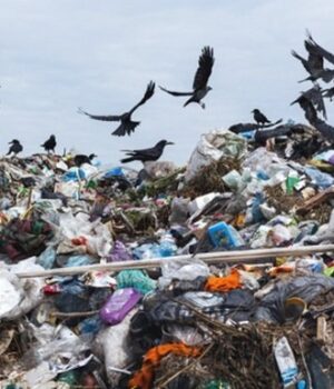 Вчені-оцінили-обсяг-сміття,-що-викидають-на-Землі-щороку Вчені-оцінили-обсяг-сміття,-що-викидають-на-Землі-щороку