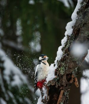 День-ангела-10 грудня:-кого-та як вітати-з іменинами День-ангела-10 грудня:-кого-та як вітати-з іменинами