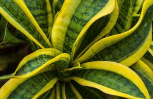 Як поливати сансев’єрію взимку, щоб не втратити рослину: золоте правило Як-поливати-сансев’єрію-взимку,-щоб-не-втратити-рослину:-золоте-правило