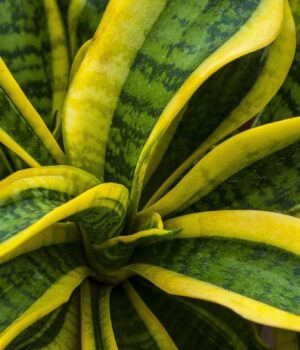 Як-поливати-сансев’єрію-взимку,-щоб-не-втратити-рослину:-золоте-правило Як-поливати-сансев’єрію-взимку,-щоб-не-втратити-рослину:-золоте-правило