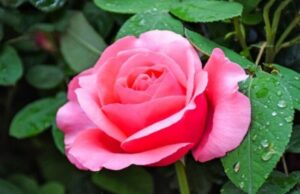 10 рослин із голим корінням, які експерти радять висаджувати саме взимку 10-рослин-із-голим-корінням,-які-експерти-радять-висаджувати-саме-взимку