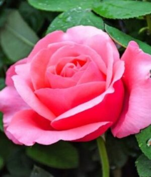 10-рослин-із-голим-корінням,-які-експерти-радять-висаджувати-саме-взимку 10-рослин-із-голим-корінням,-які-експерти-радять-висаджувати-саме-взимку