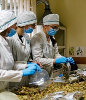 Студенти-Волинського-медінституту-виготовляють-цілющі-мазі-та-чаї-для-захисників-України Студенти-Волинського-медінституту-виготовляють-цілющі-мазі-та-чаї-для-захисників-України