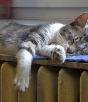 Як зменшити-витрати-на опалення-узимку:-дієві-правила-для-дому