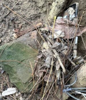 У-Житомирі-16-річна-школярка-готувала-теракт-на-замовлення-росії У-Житомирі-16-річна-школярка-готувала-теракт-на-замовлення-росії