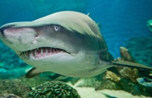 Чого ніколи не слід робити під час зустрічі з акулою: це може врятувати вам життя Чого-ніколи-не-слід-робити-під-час-зустрічі-з-акулою:-це-може-врятувати-вам-життя