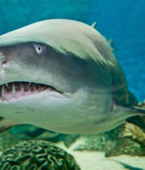 Чого-ніколи-не-слід-робити-під-час-зустрічі-з-акулою:-це-може-врятувати-вам-життя Чого-ніколи-не-слід-робити-під-час-зустрічі-з-акулою:-це-може-врятувати-вам-життя