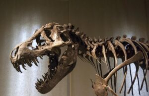 Учені виявили новий вид динозаврів, які жили близько 75 мільйонів років тому Учені-виявили-новий-вид-динозаврів,-які-жили-близько-75-мільйонів-років-тому