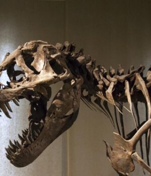 Учені-виявили-новий-вид-динозаврів,-які-жили-близько-75-мільйонів-років-тому Учені-виявили-новий-вид-динозаврів,-які-жили-близько-75-мільйонів-років-тому