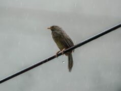 Сьогодні в Києві буде дощ: прогноз на 11 грудня Сьогодні-в-Києві-буде-дощ:-прогноз-на-11-грудня