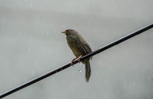 Сьогодні в Києві буде дощ: прогноз на 11 грудня Сьогодні-в-Києві-буде-дощ:-прогноз-на-11-грудня