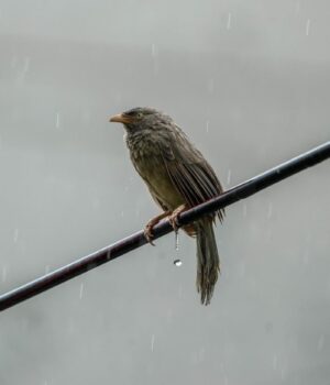Сьогодні-в-Києві-буде-дощ:-прогноз-на-11-грудня