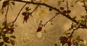 На Волині на Різдво прогнозують справжнє зимове «бабине літо» На-Волині-на-Різдво-прогнозують-справжнє-зимове-«бабине-літо»