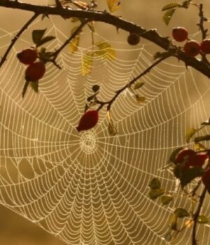 На-Волині-на-Різдво-прогнозують-справжнє-зимове-«бабине-літо» На-Волині-на-Різдво-прогнозують-справжнє-зимове-«бабине-літо»