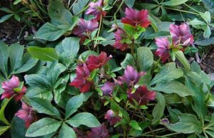 П’ять витривалих зимових рослин, які додадуть барв саду вже у грудні П’ять-витривалих-зимових-рослин,-які-додадуть-барв-саду-вже-у грудні