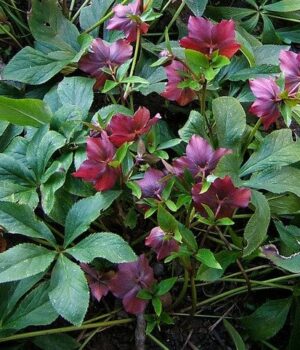 П’ять-витривалих-зимових-рослин,-які-додадуть-барв-саду-вже-у грудні П’ять-витривалих-зимових-рослин,-які-додадуть-барв-саду-вже-у грудні