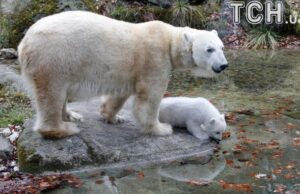 “Мутанти” мимоволі: як природа намагається врятувати білих ведмедів від вимирання “Мутанти”-мимоволі:-як-природа-намагається-врятувати-білих-ведмедів-від-вимирання