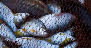 На Волині через три рибини чоловік наразився на кримінальну справу На-Волині-через-три-рибини-чоловік-наразився-на-кримінальну-справу